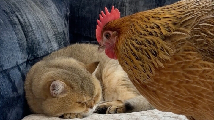 Little chick is so cute.