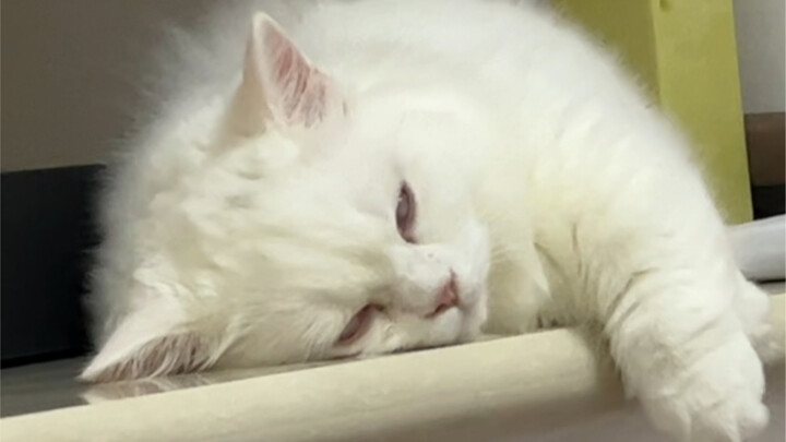 Chắc đây chính là mỹ nhân ngốc nghếch trong truyền thuyết chăng!