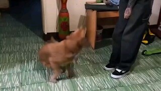 HARI INI