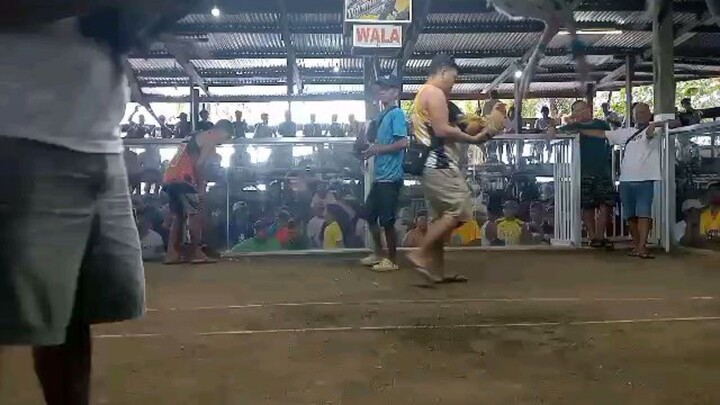 2nd fight win (2cocks panta derby at Marabut Galleria) champion