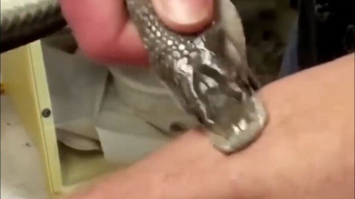 A Tough Guy Unafraid of Deadly Snake Venom