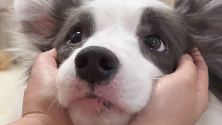 Today, I’m unboxing a little dog squishy～