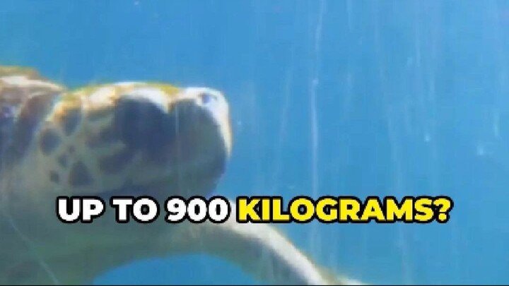 Leatherback Sea Turtle: The Giant of the Open Ocean