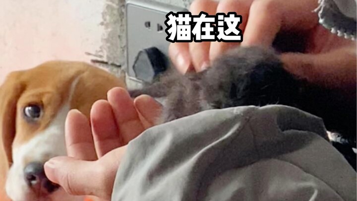 Could everyone please suggest an easy-to-care-for name for this little Xuan cat?