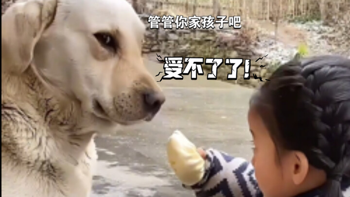Even cats get annoyed, and dogs think it’s a nuisance.
