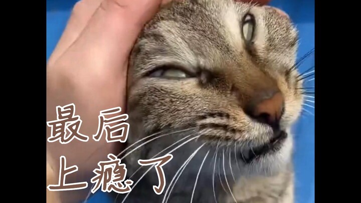 农村猫从未如此爽过