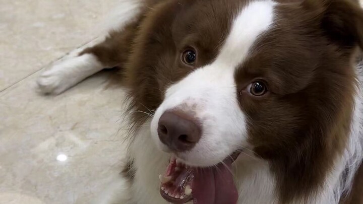Puppy: I don’t like this sentence even if it comes from a machine.