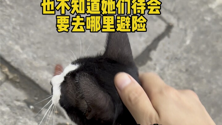 Typhoon Is Ruthless, but Cats Are Full of Love