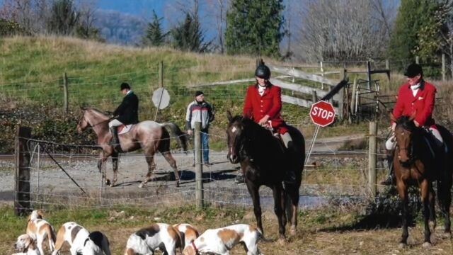 感恩节猎狐 Canadian Fox Hunt