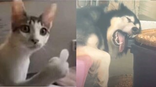 Tik Tok Chó Mèo Hài Hước Nhất Thế Giới | Funny Cats And Dogs Compilation Tiktok