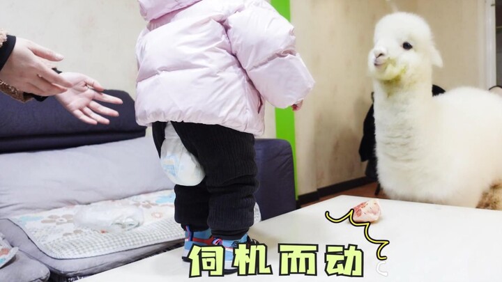 A two-year-old girl sees an alpaca for the first time—her reaction is CRAZY!