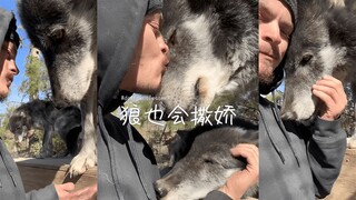 我也好想看看🐺狼脚底下的小肉球，会是粉粉嫩嫩的吗？🤔