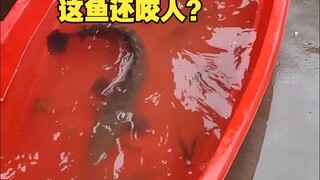 Con cá này vẫn còn cắn câu không?