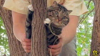 Stinky Scroll Baby can climb trees now!