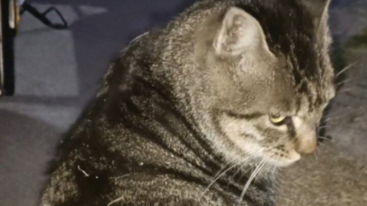 刺挠学校最肥美的海参