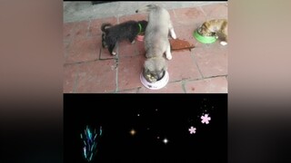 Ăn siêu tốc độ 😂 yeucho yeuchomeo cún cúncon chó chómèo chócon chó_cưng chókhôn yeuchomeo cưng chócute pet dog dogsoftiktok doggo