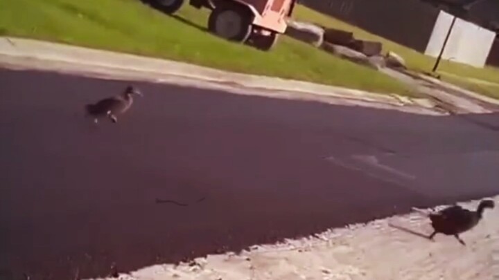 "Asphalt Speed Bump"