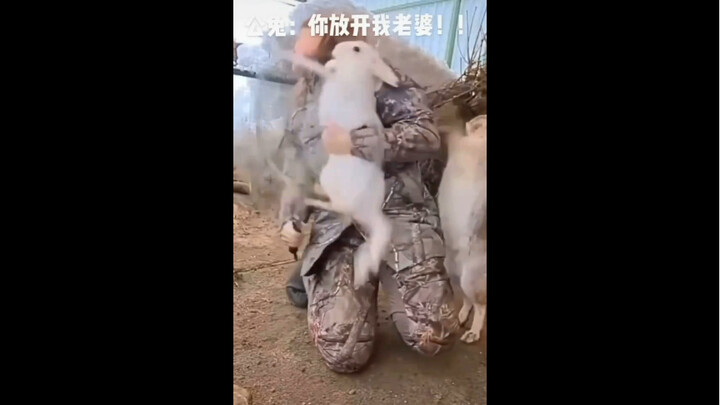 تحدي وينغ تشون: مواجهة ساخنة مع الأرنب البري!