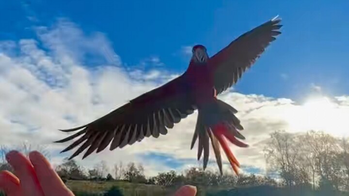 لقد طار الببغاء بحرية للمرة الأولى، وكانت هناك لحظة بعد أن تم إطلاقه لدرجة أن صاحبه لابد وأن أصيب با