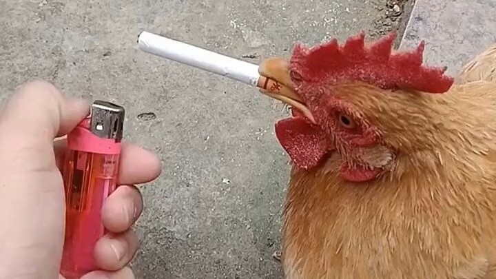 Young man lights a cigarette for the hen. Hen: “I’ve been stressed lately—just one smoke to unwind, 