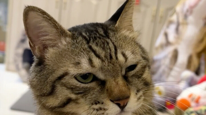 بمجرد أن تمد يدك تعرف هل ضربت قطة من قبل أم لا؟