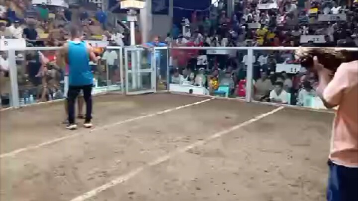 Sweater Hatch Grey Hennie🐓💪