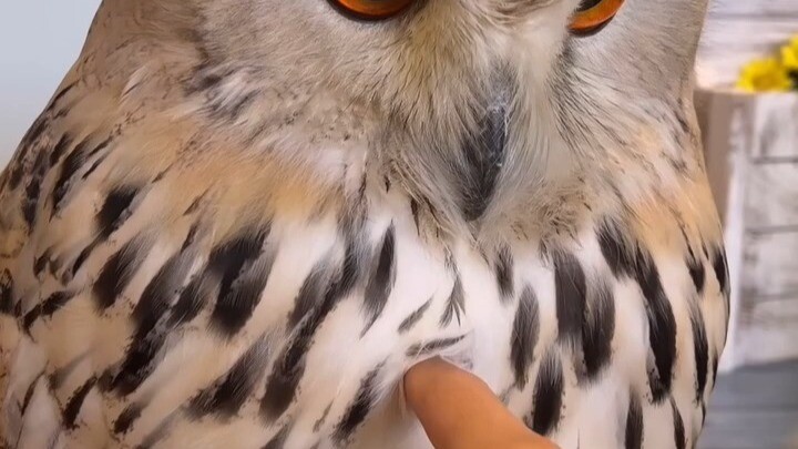 Plush Fur, Stable Mood