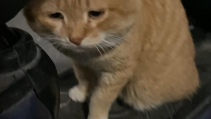 Jepit rambut wajah besar untuk kucing oranye, tingkat melankolisnya udah mentok, suaranya sama sekal