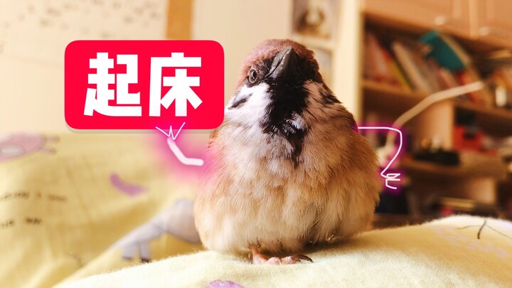 [Little Sparrow] Let me tell you, once you start keeping birds, there’s no more sleeping in. Little 