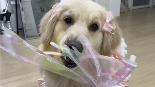 Sakura-chan adalah anjing paling pandai berpakaian dan paling suka berdandan di dunia ini