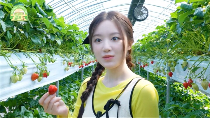 [Ye Shuhua] This Girl Has Been Completely Won Over by Strawberries