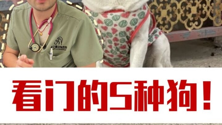 สุนัข 5 สายพันธุ์ที่ไม่เหมาะให้เฝ้าบ้าน วันชาติอย่าให้มันอยู่เฝ้าบ้านนะ!