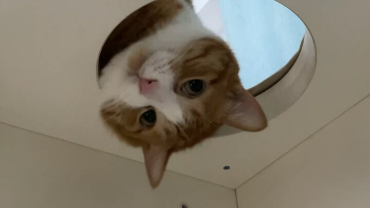 Cute Cat Scratching Its Head