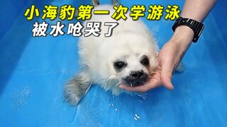 The little seal was learning to swim for the first time and choked on a mouthful of water, almost bu