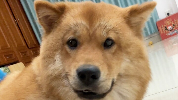 I heard that sniffing a dog’s paws means you like them. I’ll try it with Little Rousong too!