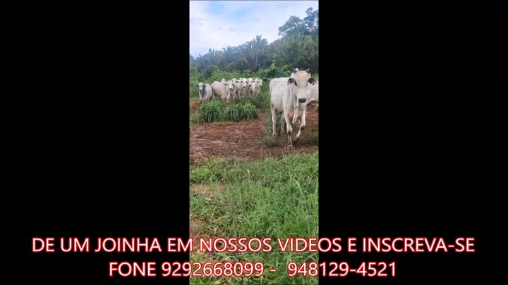 A COM 238 ALQUEIRÃO A VENDA cm