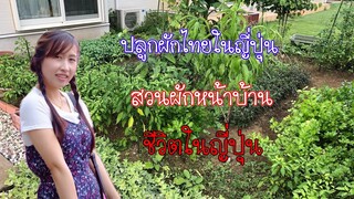 ปลูกผักไทยในญี่ปุ่น สวนผักไทยในญี่ปุ่น สวนเล็กๆหน้าบ้าน ใช้ที่ดินหน้าบ้านให้เป็นประโยชน์