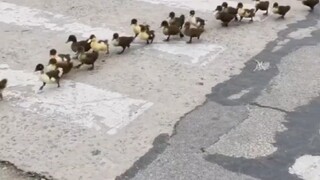 Encounter a cute scene