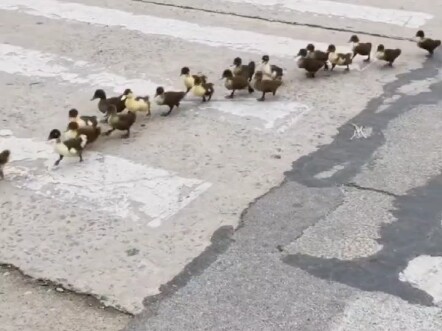 Encounter a cute scene