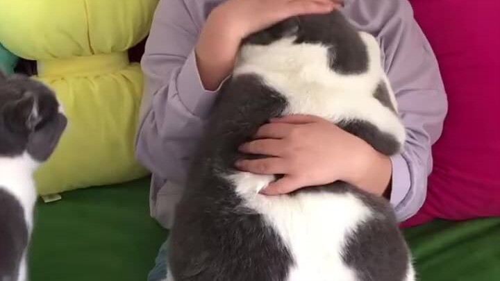 คุณน่ารักจริงๆ คุณคือแมวในฝันของฉันเลย
