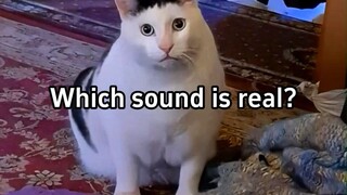 Suara manakah yang merupakan suara bruh kucing yang sebenarnya?