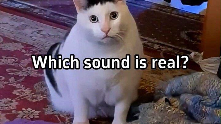 Suara manakah yang merupakan suara bruh kucing yang sebenarnya?