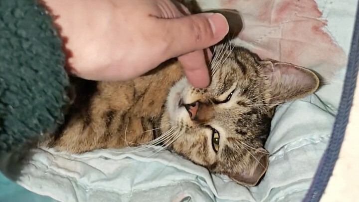 First time assisting a cat in the factory with childbirth