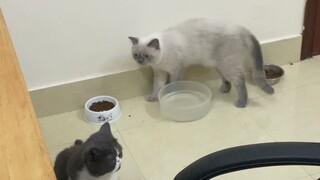 Ở đâu có các bé mèo ALN ham ăn và tinh nghịch?