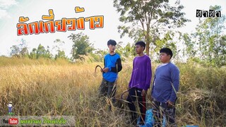 เซียงเมี่ยง เดอะซีรีย์ ShortFilm | ตอน ลักเกี่ยวข้าว