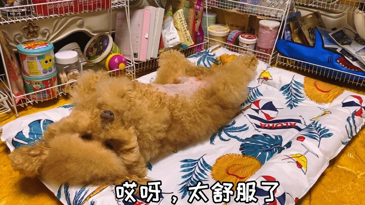 Why do you need an ice pad when you have this? 😂 TuTu's same-style doggy ice nest