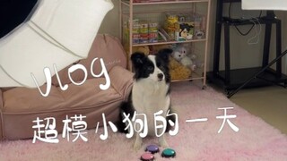 Sehari dalam Kehidupan Anjing Supermodel