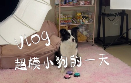 Một ngày của chú cún siêu mẫu