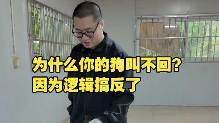 Sai lầm thường gặp khi huấn luyện chó quay lại: phạt chó ngay sau khi lệnh gọi về thành công