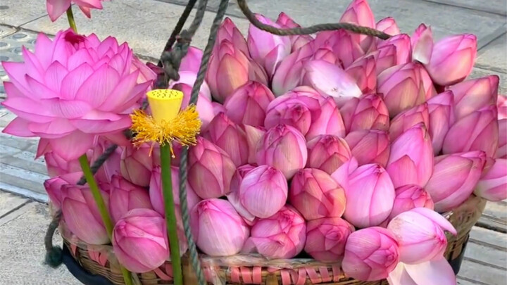 Kalau ketemu teratai yang cantik, tentu saja pengen dibagi ke orang yang kita suka, karena “bertemu 